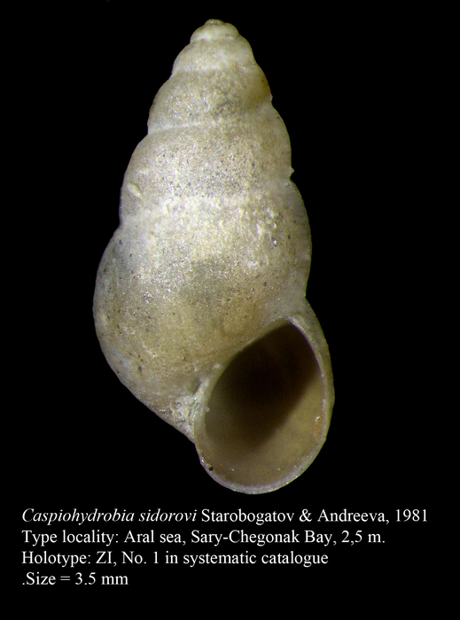Caspiohydrobia sidorovi Starobogatov & Andreeva, 1981. Holotype Caspiohydrobia sidorovi Starobogatov & Andreeva, 1981. Holotype