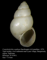 Caspiohydrobia sogdiana Starobogatov & Izzatullaev, 1974. Holotype