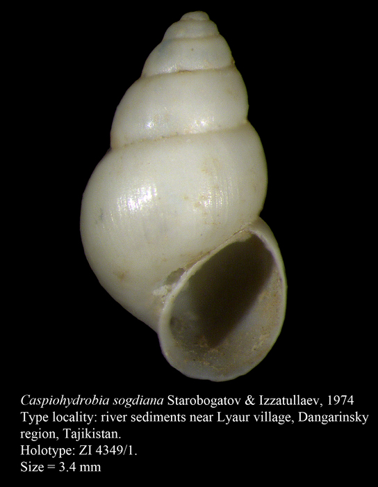 Caspiohydrobia sogdiana Starobogatov & Izzatullaev, 1974. Holotype Caspiohydrobia sogdiana Starobogatov & Izzatullaev, 1974. Holotype
