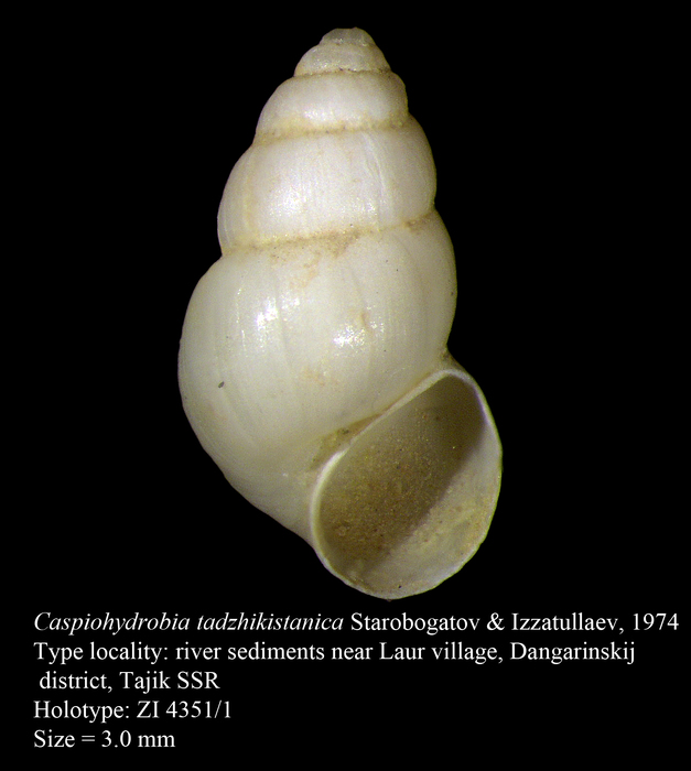 Caspiohydrobia tadzhikistanica Starobogatov & Izzatullaev, 1974. Holotype Caspiohydrobia tadzhikistanica Starobogatov & Izzatullaev, 1974. Holotype
