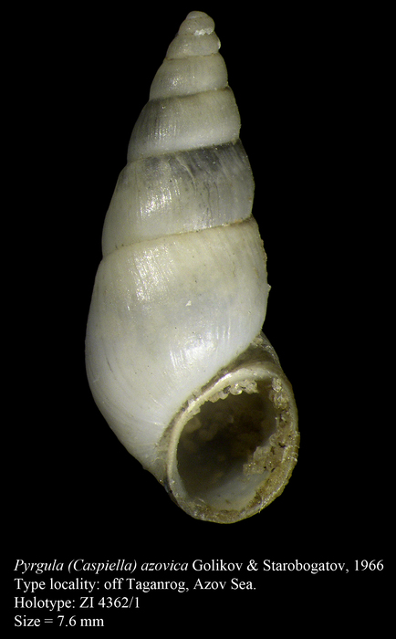 Pyrgula (Caspiella) azovica Golikov & Starobogatov, 1966. Holotype