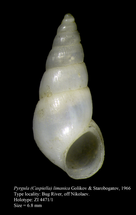 Pyrgula (Caspiella) limanica Golikov & Starobogatov, 1966. Holotype