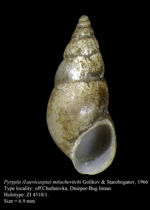 Pyrgula (Laevicaspia) milachevitchi Golikov & Starobogatov, 1966. Holotype Pyrgula (Laevicaspia) milachevitchi Golikov & Starobogatov, 1966. Holotype