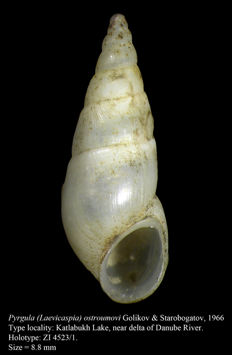 Pyrgula (Laevicaspia) ostroumovi Golikov & Starobogatov, 1966. Holotype