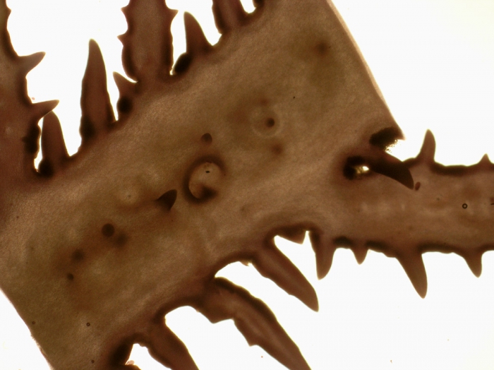 Chondracanthus teedei var. lusitanicus Chondracanthus teedei var. lusitanicus