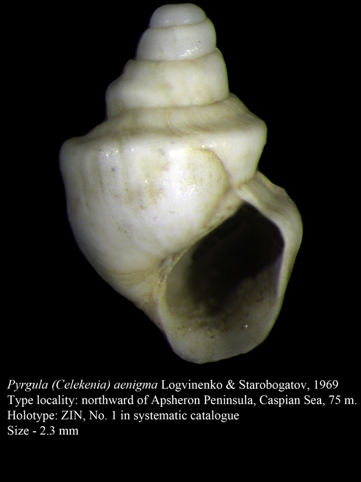 Pyrgula (Celekenia) aenigma Logvinenko & Starobogatov, 1969