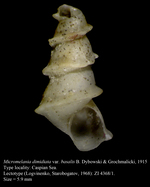 Micromelania dimidiata var. basalis B. Dybowski & Grochmalicki, 1915. Lectotype
