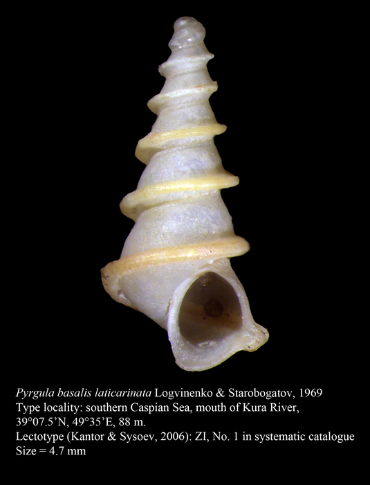 Pyrgula basalis laticarinata Logvinenko & Starobogatov, 1969