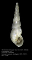 Mollusca (molluscs)