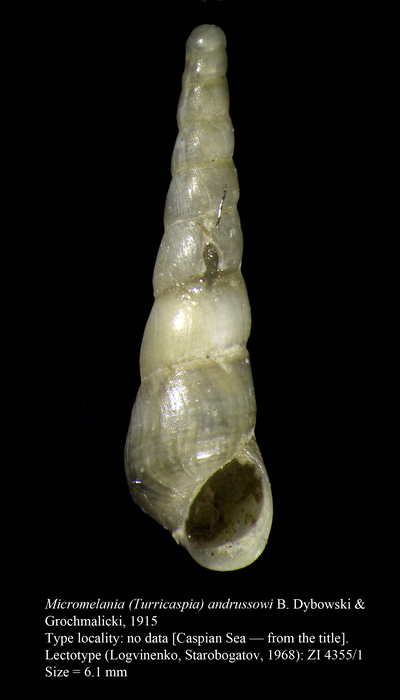 Micromelania (Turricaspia) andrussowi B. Dybowski & Grochmalicki, 1915. Lecdtotype Micromelania (Turricaspia) andrussowi B. Dybowski & Grochmalicki, 1915. Lecdtotype