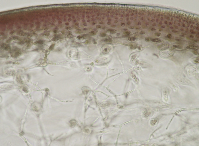 Chondracanthus teedei var. lusitanicus Chondracanthus teedei var. lusitanicus