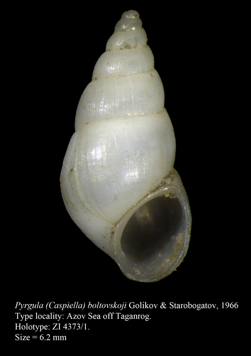 Pyrgula (Caspiella) boltovskoji Golikov & Starobogatov, 1966. Holotype