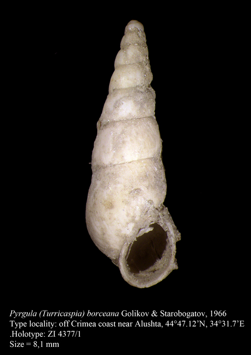 Pyrgula (Turricaspia) borceana Golikov & Starobogatov, 1966. Holotype