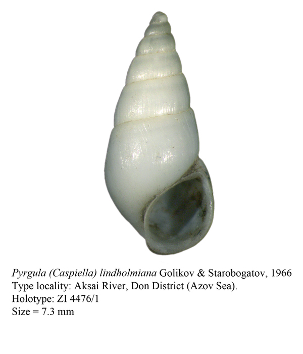 Pyrgula (Caspiella) lindholmiana Golikov & Starobogatov, 1966. Holotype