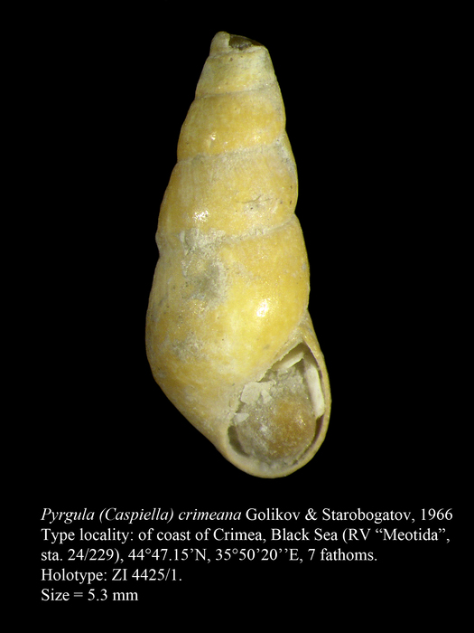 Pyrgula (Caspiella) crimeana Golikov & Starobogatov, 1966