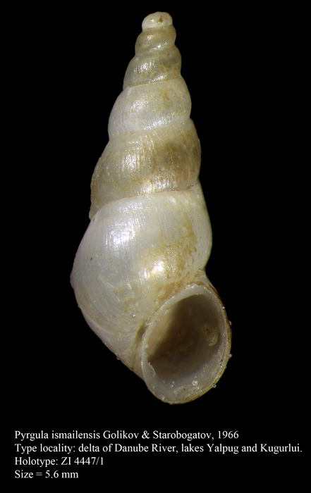 Pyrgula ismailensis Golikov & Starobogatov, 1966. Holotype