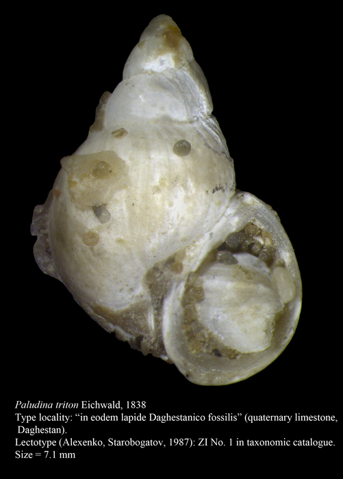 Paludina triton Eichwald, 1838. Lectotype Paludina triton Eichwald, 1838. Lectotype
