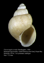 Fluviocingula ovoides Starobogatov, 1989. Holotype