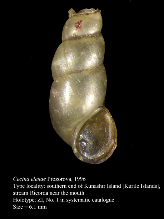 Cecina elenae Prozorova, 1996. Holotype