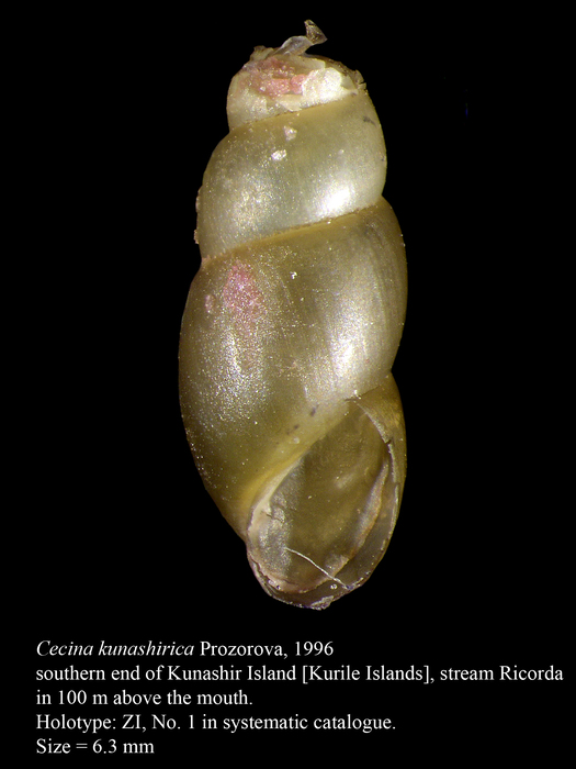 Cecina kunashirica Prozorova, 1996. Holotype