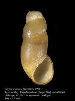 Cecina scarlatoi Prozorova, 1996. Holotype