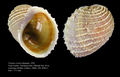 Mollusca (molluscs)