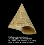 Calliostoma spongiarum