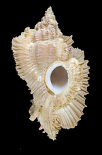 Chicoreus brianbaileyi (Mühlhäusser, 1984)