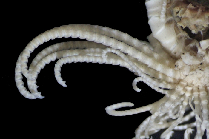Tonrometra multicirra A. H. Clark, 1929, Holotype, cirri Tonrometra multicirra A. H. Clark, 1929, Holotype, cirri