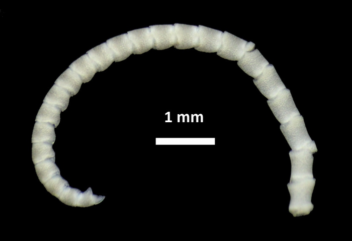 Tonrometra multicirra A. H. Clark, 1929, Holotype, cirrus Tonrometra multicirra A. H. Clark, 1929, Holotype, cirrus