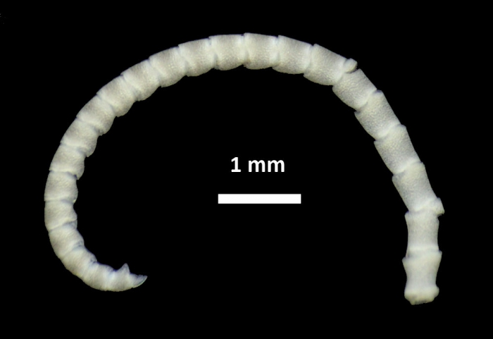 Tonrometra multicirra A. H. Clark, 1929, Holotype, cirrus