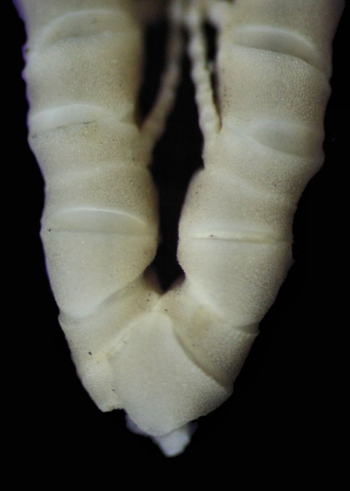 Tonrometra multicirra A. H. Clark, 1929, Holotype, axil and arm bases Tonrometra multicirra A. H. Clark, 1929, Holotype, axil and arm bases