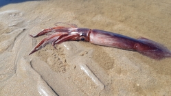 European flying squid - Todarodes sagittatus
