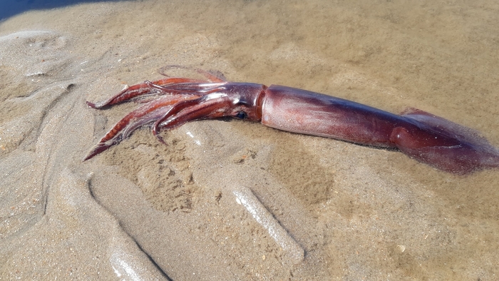 European flying squid - Todarodes sagittatus European flying squid - Todarodes sagittatus