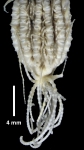 Florometra spinulifera John, 1939, side view 1