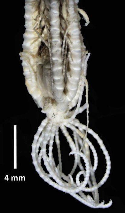 Florometra spinulifera John, 1939, holotype, side view 2