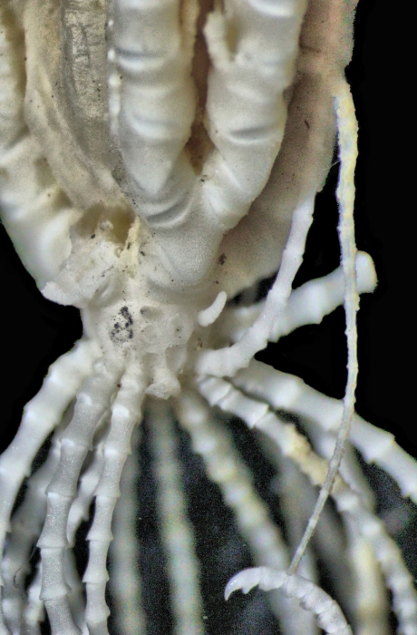 Florometra spinulifera John, 1939, holotype, centrodorsal and ray bases