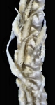 Florometra spinulifera John, 1939, holotype, genital pinnules