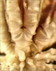 Trichometra delicata A. H. Clark, 1911, holotype, ray base