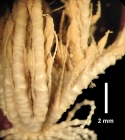 Trichometra delicata A. H. Clark, 1911, holotype, proximal pinnules 2