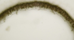 Chylocladia verticillata