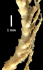Trichometra delicata A. H. Clark, 1911, holotype, distal arm