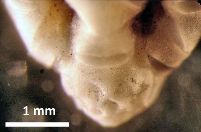 Psathyrometra anomala A. H. Clark, 1912, holotype, centrodorsal