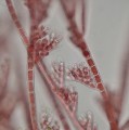 Rhodophyta (red algae)