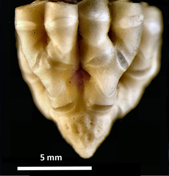 Psathyrometra minima A. H. Clark, 1912, holotype, side view 