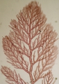 Rhodophyta (red algae)