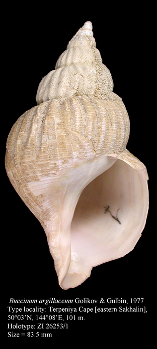 Buccinum argillaceum Golikov & Gulbin, 1977 Holotype Buccinum argillaceum Golikov & Gulbin, 1977 Holotype