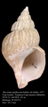 Mollusca (molluscs)