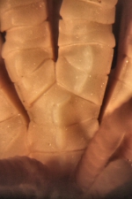 Asterometra cristata A. H. Clark, 1911, holotype, ray base