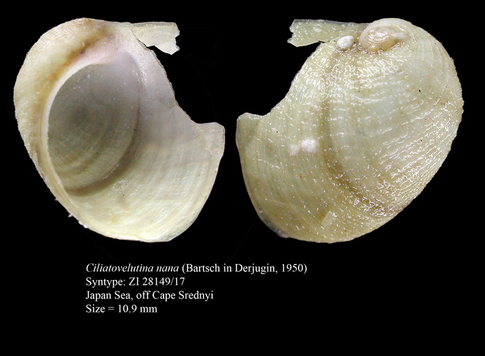 Ciliatovelutina nana (Bartsch in Derjugin, 1950). Syntype